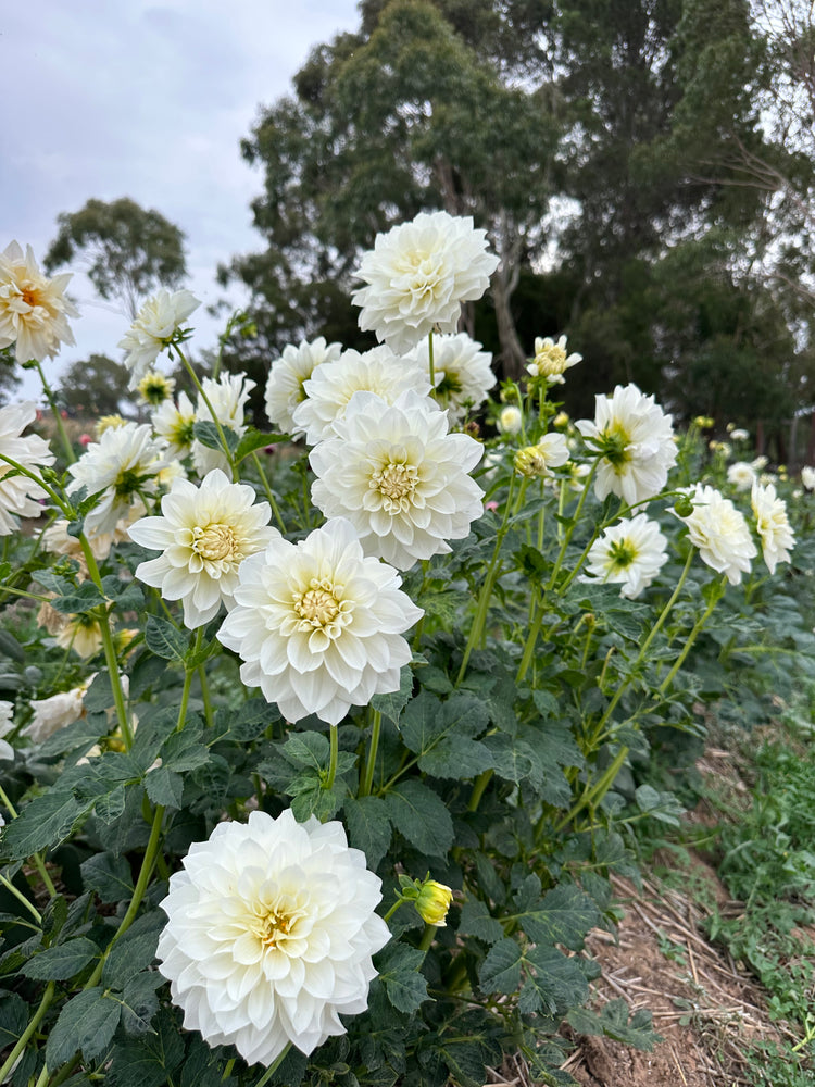 Echuca Moama Florist and seasonal flower farm Taylor Made Blooms