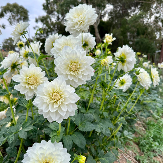 Dahlia Tuber - Joy Burkitt