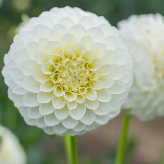 Dahlia Tuber - Boundary Snowflake