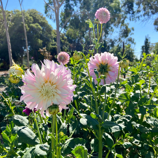 Dahlia Tuber - Clara Thora