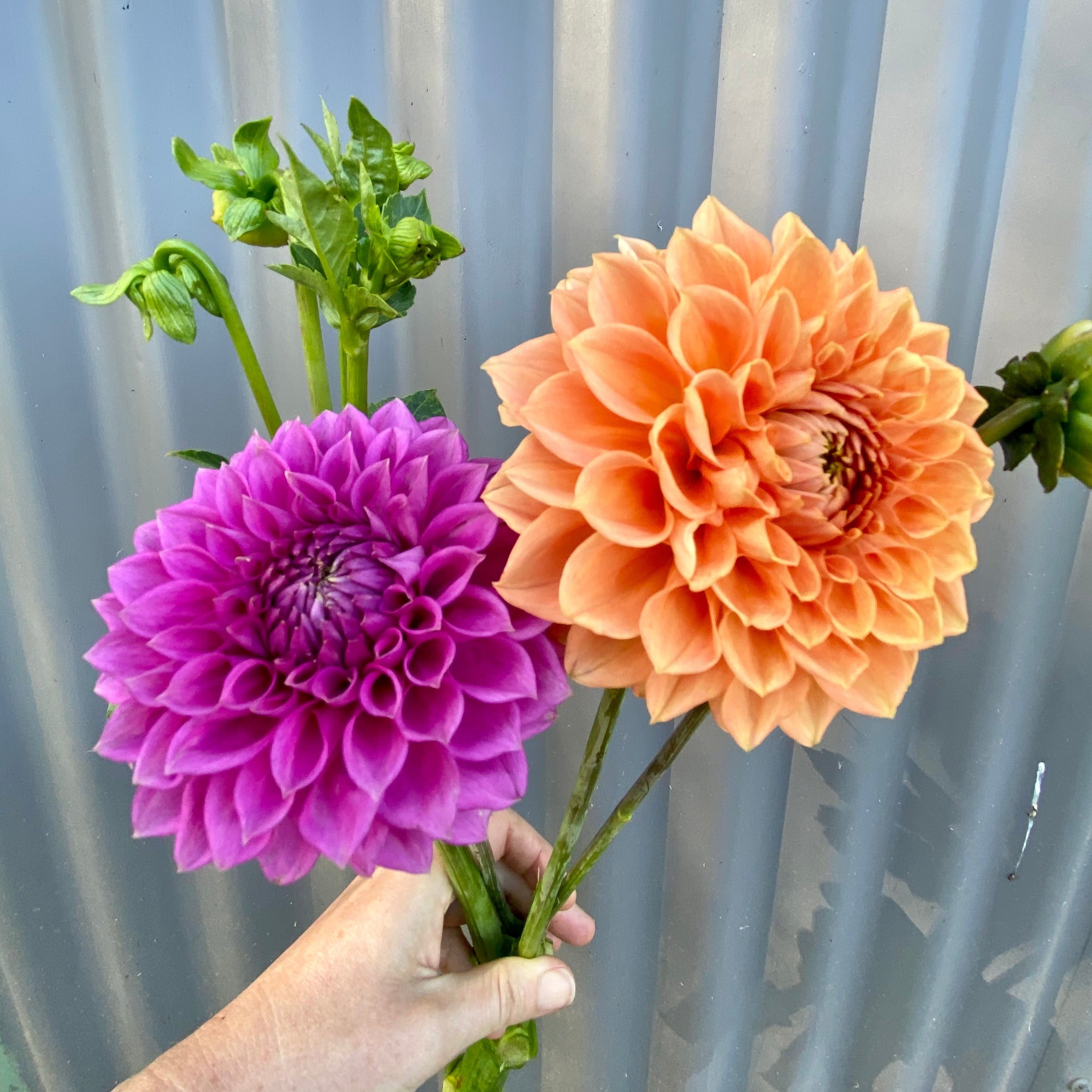 Medium Decorative Orange Dahlia Tuber for sale by Taylor Made Blooms