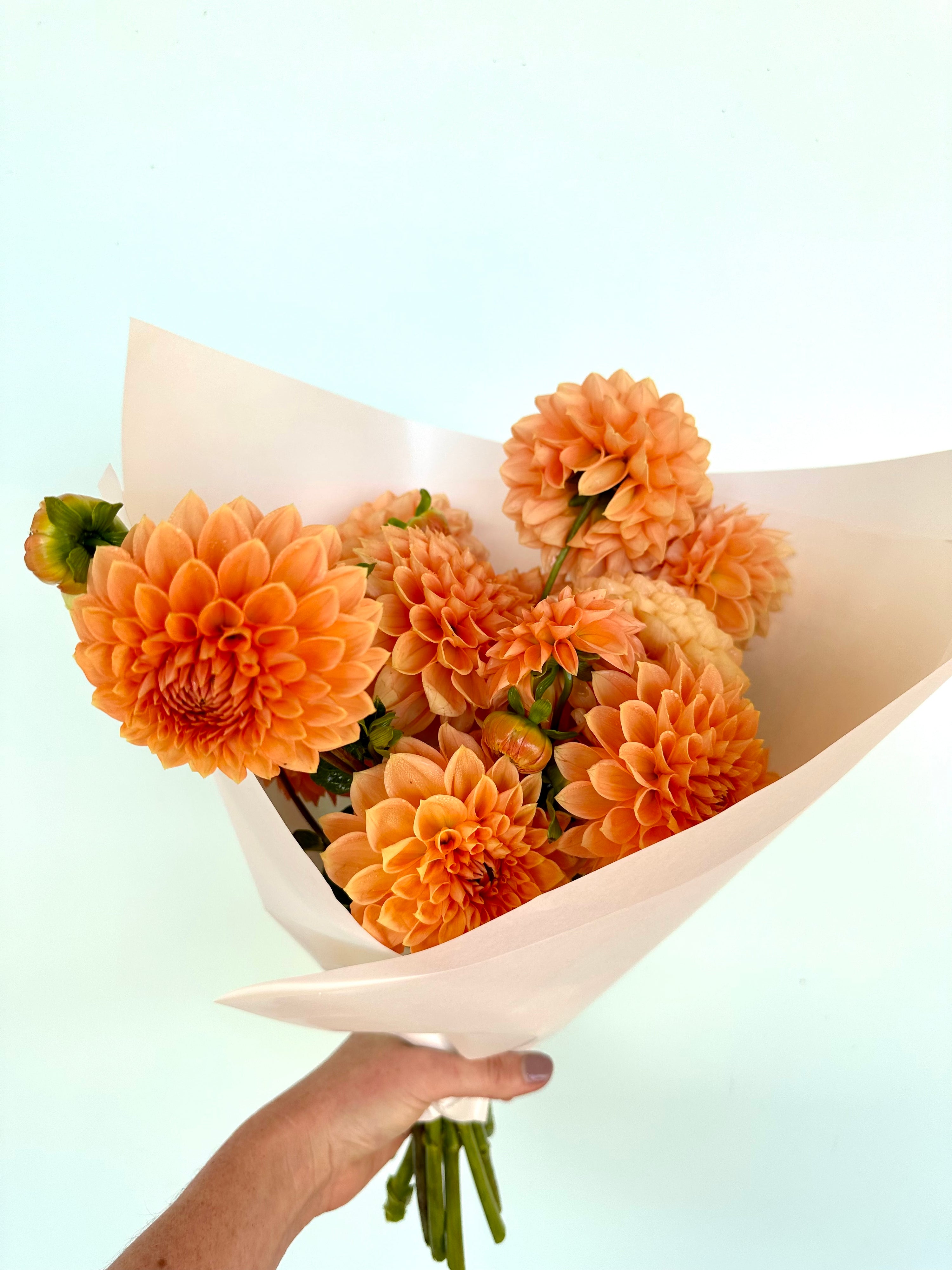 Dahlia Tuber - Medium Decorative Orange