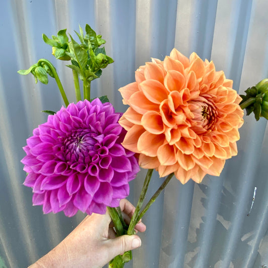 Dahlia Tuber - Medium Decorative Orange