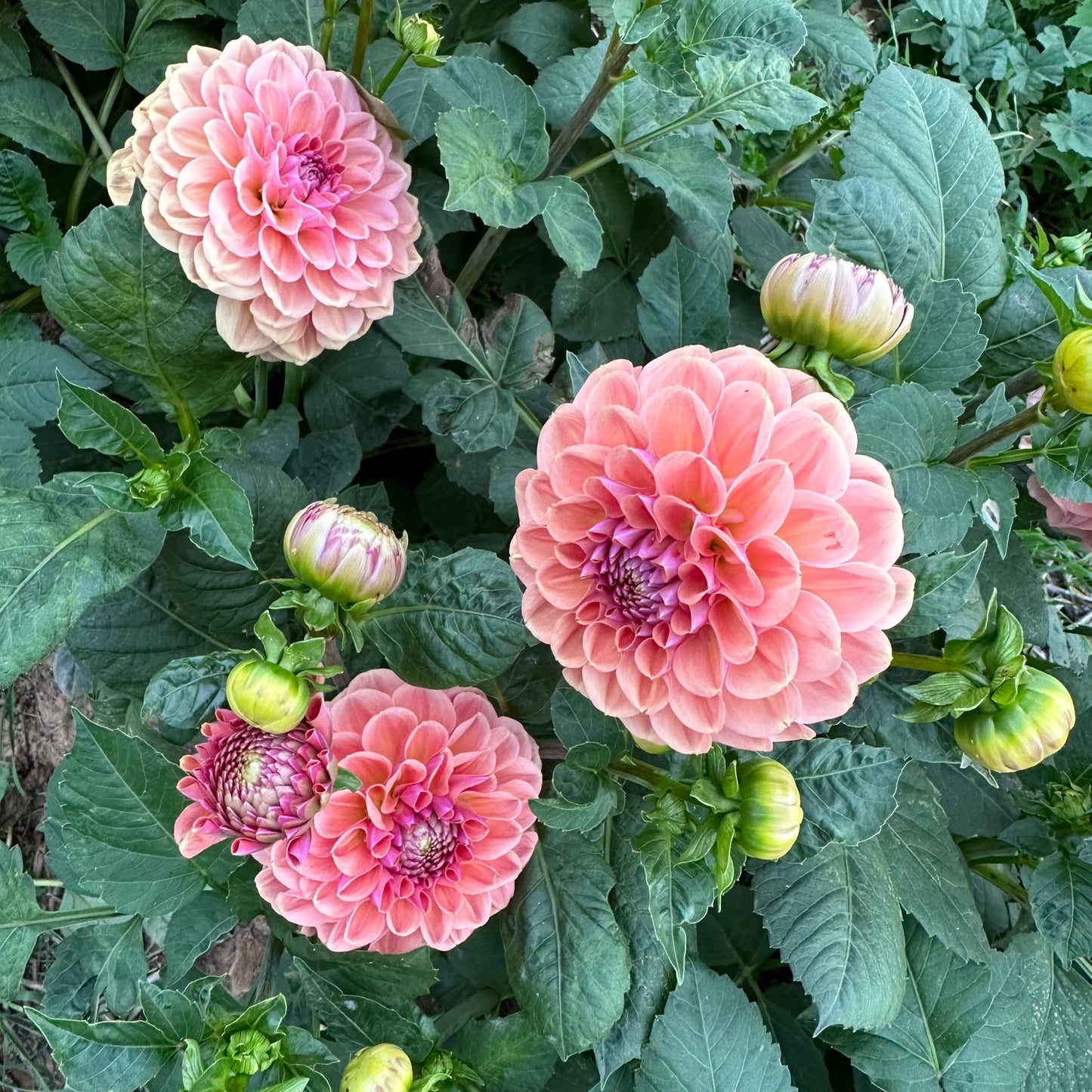 Dahlia Tuber - Breannon