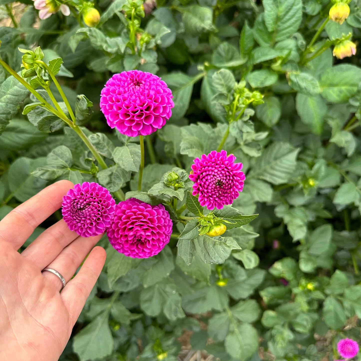 Dahlia Tuber - Florelie Hayley