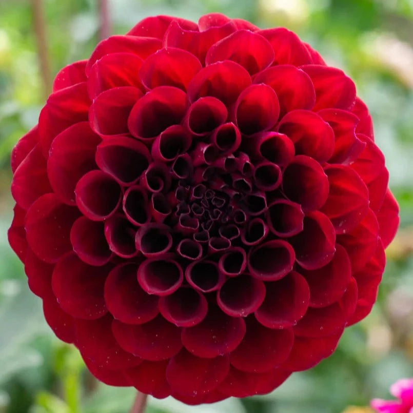 Dahlia Tuber - Steve's Choice