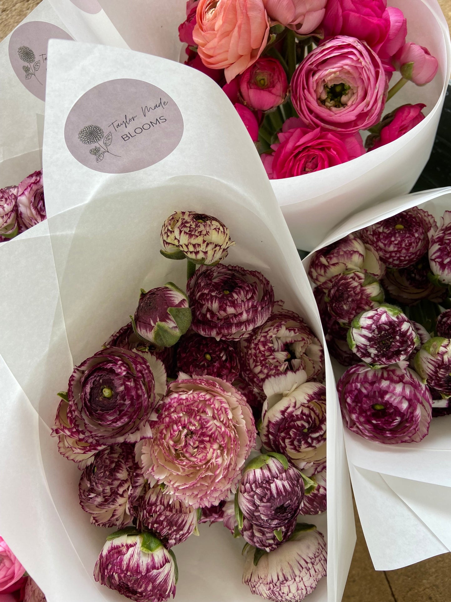 Ranunculus corms - Ranunculus Elegance Bianco Striato.