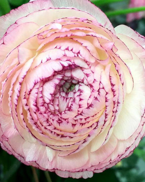 Ranunculus corms - Ranunculus Elegance Bianco Striato.