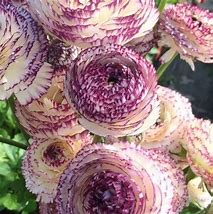 Ranunculus corms - Ranunculus Elegance Bianco Striato.